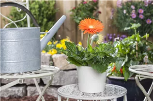 Gerbera jamesonii - Barberton-Gerbera Gerbera jamesonii - Barberton-Gerbera