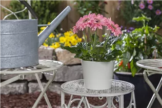 Gerbera jamesonii - Barberton-Gerbera Gerbera jamesonii - Barberton-Gerbera