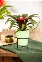 Guzmania 'Hope' - Guzmanie 'Hope' Guzmania 'Hope' - Guzmanie 'Hope'