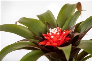 Guzmania 'Hope' - Guzmanie 'Hope' Guzmania 'Hope' - Guzmanie 'Hope'