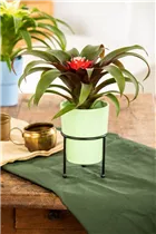 Guzmania 'Hope' - Guzmanie 'Hope' Guzmania 'Hope' - Guzmanie 'Hope'