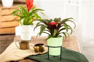 Guzmania 'Hope' - Guzmanie 'Hope' Guzmania 'Hope' - Guzmanie 'Hope'