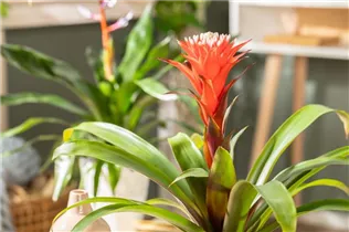 Guzmania 'Hope' - Guzmanie 'Hope' Guzmania 'Hope' - Guzmanie 'Hope'