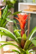 Guzmania 'Hope' - Guzmanie 'Hope' Guzmania 'Hope' - Guzmanie 'Hope'