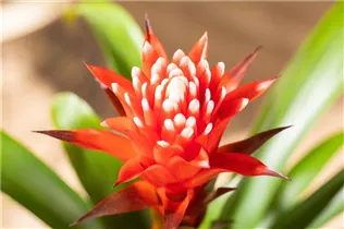 Guzmania 'Hope' - Guzmanie 'Hope' Guzmania 'Hope' - Guzmanie 'Hope'