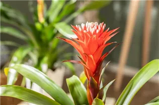 Guzmania 'Hope' - Guzmanie 'Hope' Guzmania 'Hope' - Guzmanie 'Hope'