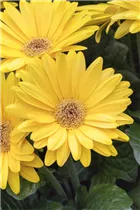 Gerbera Mega Revolution - Gerbera Mega Revolution