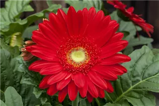 Gerbera Mega Revolution - Gerbera Mega Revolution