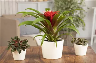 Guzmania 'Priscilla' - Guzmanie 'Priscilla'