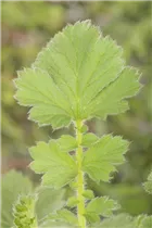 Geum chiloense 'Goldball' - Chilenische Nelkenwurz 'Goldball'