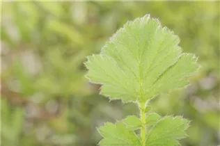 Geum chiloense 'Goldball' - Chilenische Nelkenwurz 'Goldball'