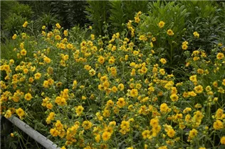 Geum chiloense 'Goldball' - Chilenische Nelkenwurz 'Goldball'