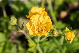 Geum chiloense 'Goldball' - Chilenische Nelkenwurz 'Goldball'