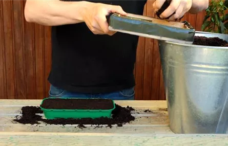 Erdbeeren - Aussäen von Samen