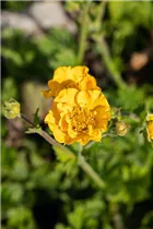 Geum chiloense 'Goldball' - Chilenische Nelkenwurz 'Goldball'
