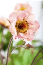 Geum chiloense 'Mai Tai' - Chilenische Nelkenwurz 'Mai Tai'