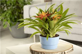 Guzmania 'Triple' - Guzmania 'Triple'