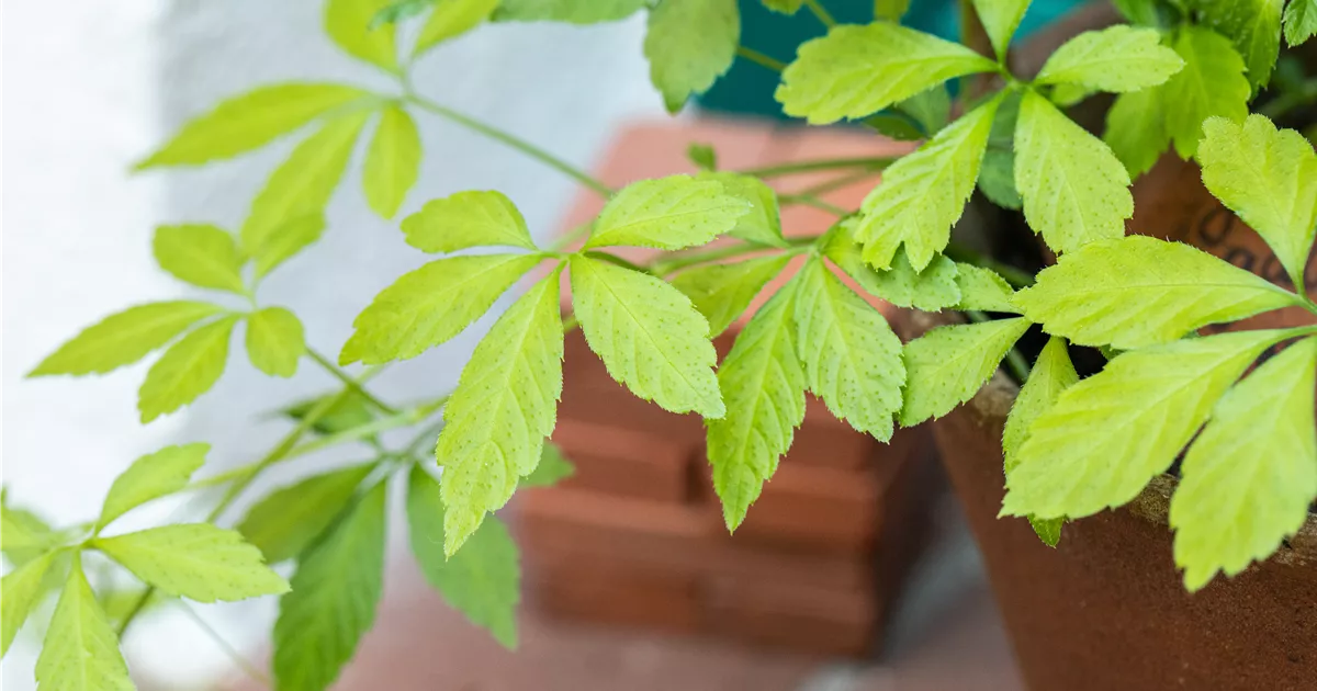 Fnfblttriges Heilkraut, Gynostemma pentaphyllum