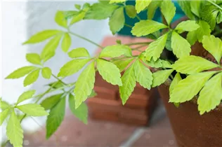 Gynostemma pentaphyllum - Fünfblättriges Heilkraut