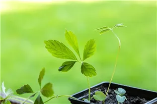 Gynostemma pentaphyllum - Fünfblättriges Heilkraut