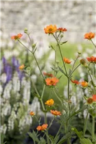 Geum coccineum 'Cooky' - Garten-Nelkenwurz 'Cooky'