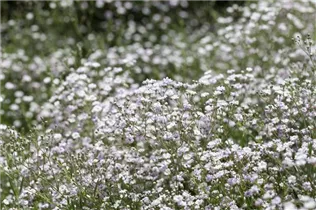 Gypsophila paniculata - Garten-Schleierkraut Gypsophila paniculata - Garten-Schleierkraut