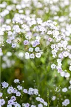 Gypsophila paniculata - Garten-Schleierkraut Gypsophila paniculata - Garten-Schleierkraut