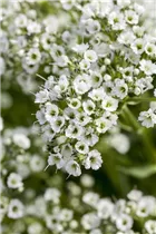 Gypsophila paniculata - Garten-Schleierkraut Gypsophila paniculata - Garten-Schleierkraut
