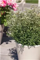 Gypsophila paniculata - Garten-Schleierkraut Gypsophila paniculata - Garten-Schleierkraut