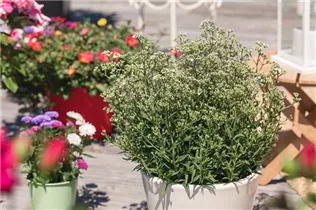 Gypsophila paniculata - Garten-Schleierkraut Gypsophila paniculata - Garten-Schleierkraut