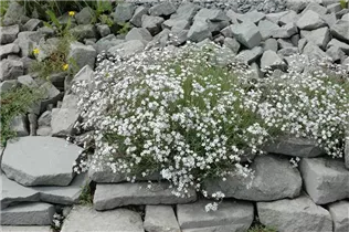 Gypsophila paniculata - Garten-Schleierkraut Gypsophila paniculata - Garten-Schleierkraut
