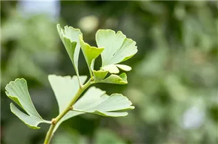 Ginkgo biloba 'Baldi' - Fächerblattbaum 'Baldi'
