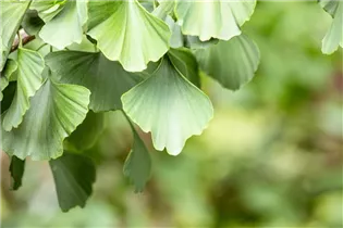 Ginkgo biloba 'Baldi' - Fächerblattbaum 'Baldi'