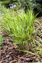 Hakonechloa macra - Japanisches Berggras