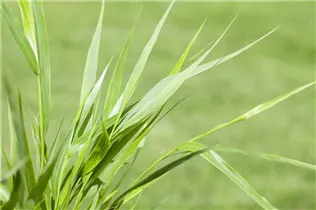 Hakonechloa macra - Japanisches Berggras