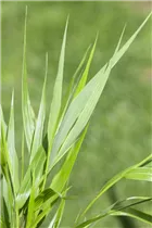 Hakonechloa macra - Japanisches Berggras