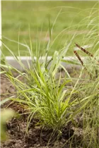 Hakonechloa macra - Japanisches Berggras