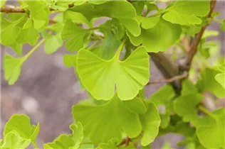 Ginkgo biloba 'David' - Zwerg-Mädchenhaarbaum 'David'