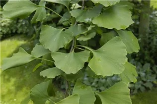Ginkgo biloba 'David' - Zwerg-Mädchenhaarbaum 'David'