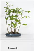 Ginkgo biloba 'David' - Zwerg-Mädchenhaarbaum 'David'