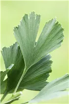 Ginkgo biloba 'David' - Zwerg-Mädchenhaarbaum 'David'