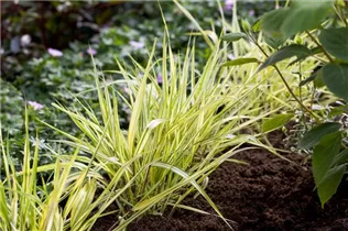 Hakonechloa macra 'Aureola' - Garten-Ziergras 'Aureola'