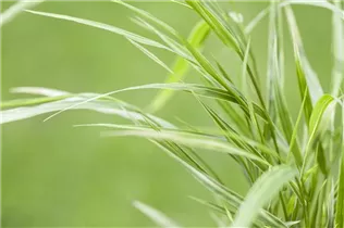 Hakonechloa macra 'Aureola' - Garten-Ziergras 'Aureola'