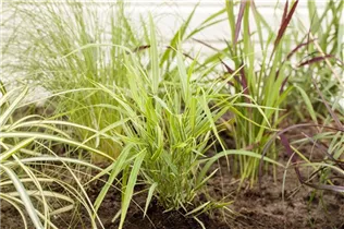 Hakonechloa macra 'Aureola' - Garten-Ziergras 'Aureola'