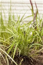 Hakonechloa macra 'Aureola' - Garten-Ziergras 'Aureola'