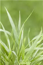Hakonechloa macra 'Aureola' - Garten-Ziergras 'Aureola'