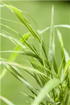 Hakonechloa macra 'Aureola' - Garten-Ziergras 'Aureola'