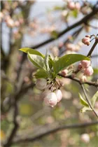 Halesia carolina - Schneeglöckchenbaum