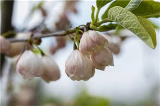 Halesia carolina - Schneeglöckchenbaum