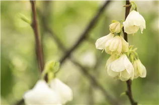 Halesia carolina - Schneeglöckchenbaum